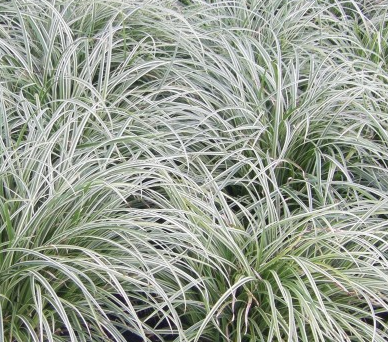 carex-morrowii-silver-septre-morrow-s-sedge