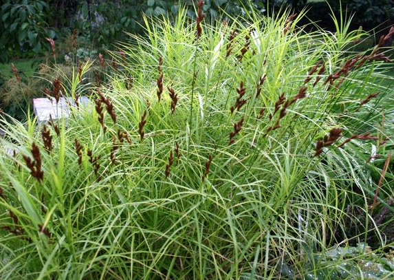 carex-muskingumensis-muskingum-sedge