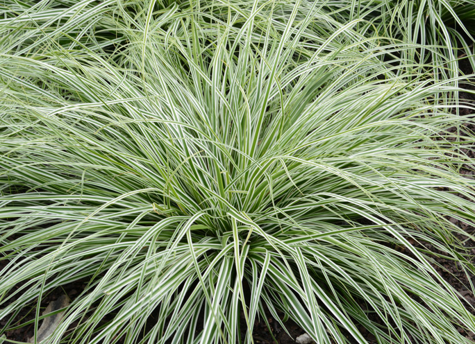 carex-oshimensis-carfit01-carex-evercolor-everest-japanese-sedge-carex-hachijoensis-oshima-kan-suge