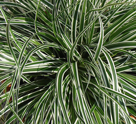 carex-oshimensis-carfit01-carex-evercolor-everest-japanese-sedge-carex-hachijoensis-oshima-kan-suge