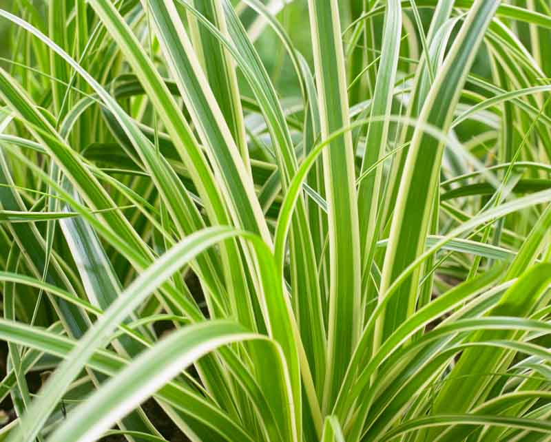 carex-oshimensis-evercream-oshima-kan-suge-japanese-sedge-carex-hachijoensis