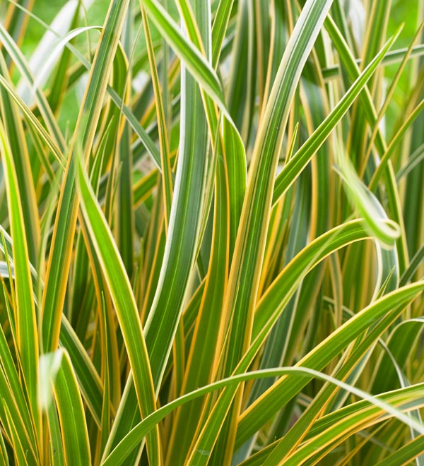 carex-oshimensis-everglow-oshima-kan-suge-japanese-sedge-carex-hachijoensis