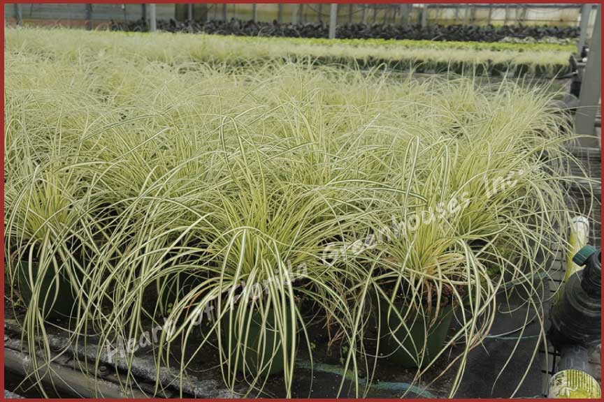 carex-oshimensis-evergold-oshima-kan-suge-japanese-sedge-carex-hachijoensis