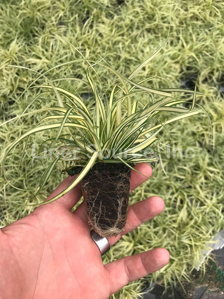 carex-oshimensis-evergold-oshima-kan-suge-japanese-sedge-carex-hachijoensis