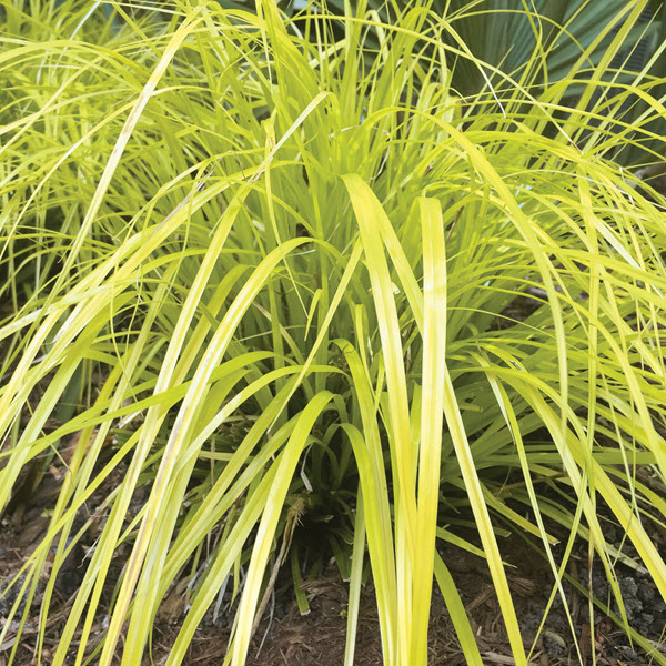 carex-oshimensis-evergold-oshima-kan-suge-japanese-sedge-carex-hachijoensis