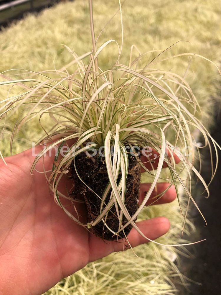 carex-oshimensis-evergold-oshima-kan-suge-japanese-sedge-carex-hachijoensis