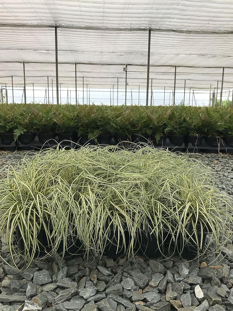 carex-oshimensis-evergold-oshima-kan-suge-japanese-sedge-carex-hachijoensis