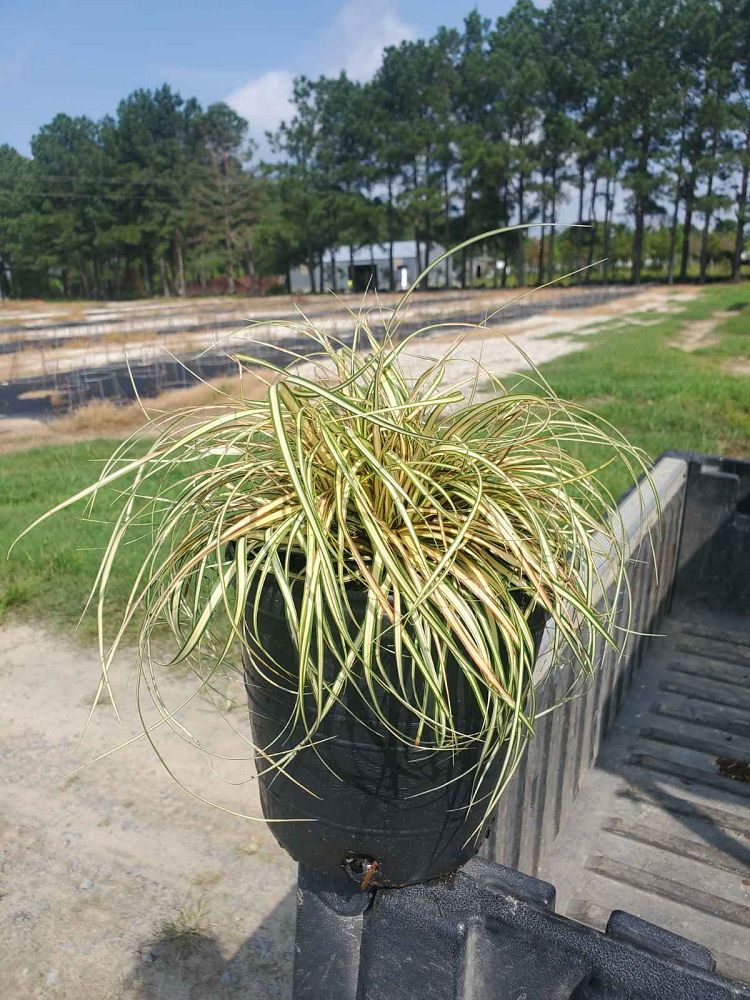 carex-oshimensis-evergold-oshima-kan-suge-japanese-sedge-carex-hachijoensis