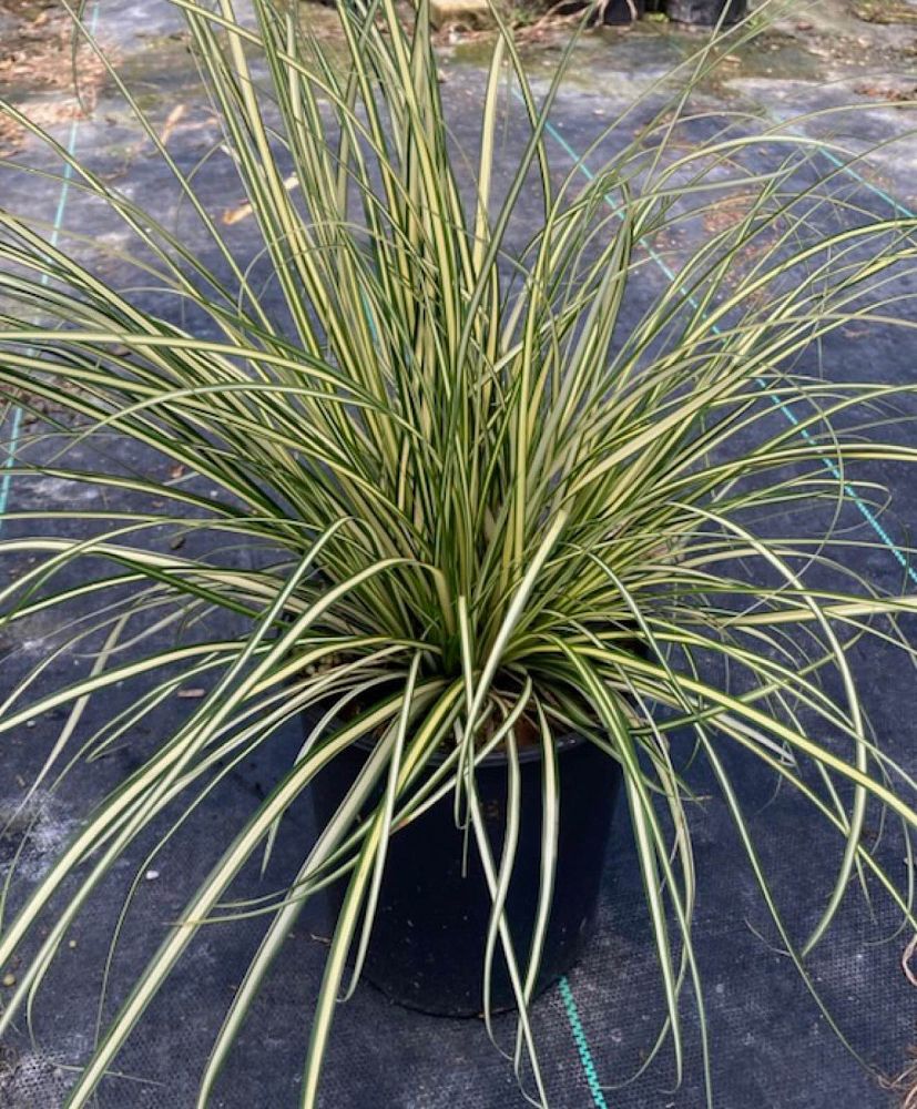 carex-oshimensis-evergold-oshima-kan-suge-japanese-sedge-carex-hachijoensis