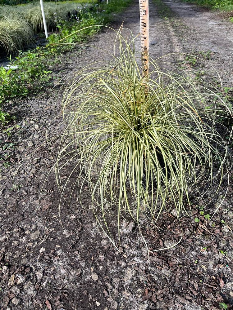 carex-oshimensis-evergold-oshima-kan-suge-japanese-sedge-carex-hachijoensis