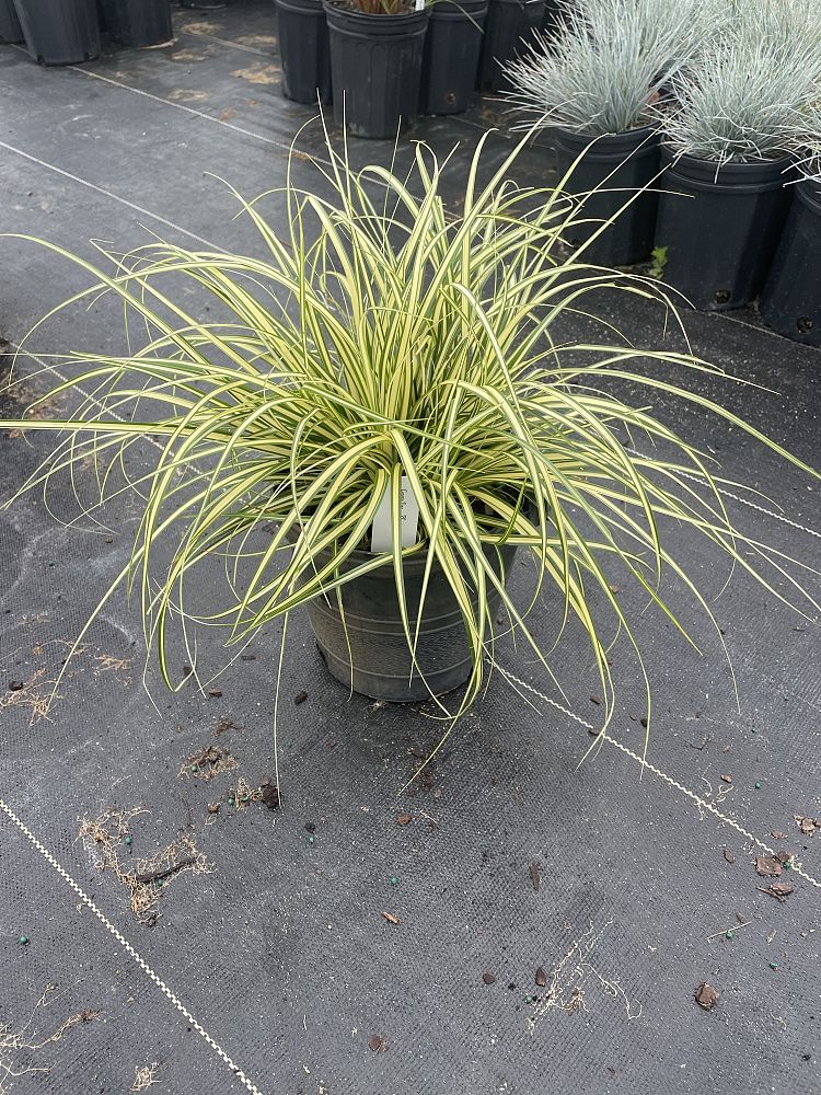 carex-oshimensis-evergold-oshima-kan-suge-japanese-sedge-carex-hachijoensis