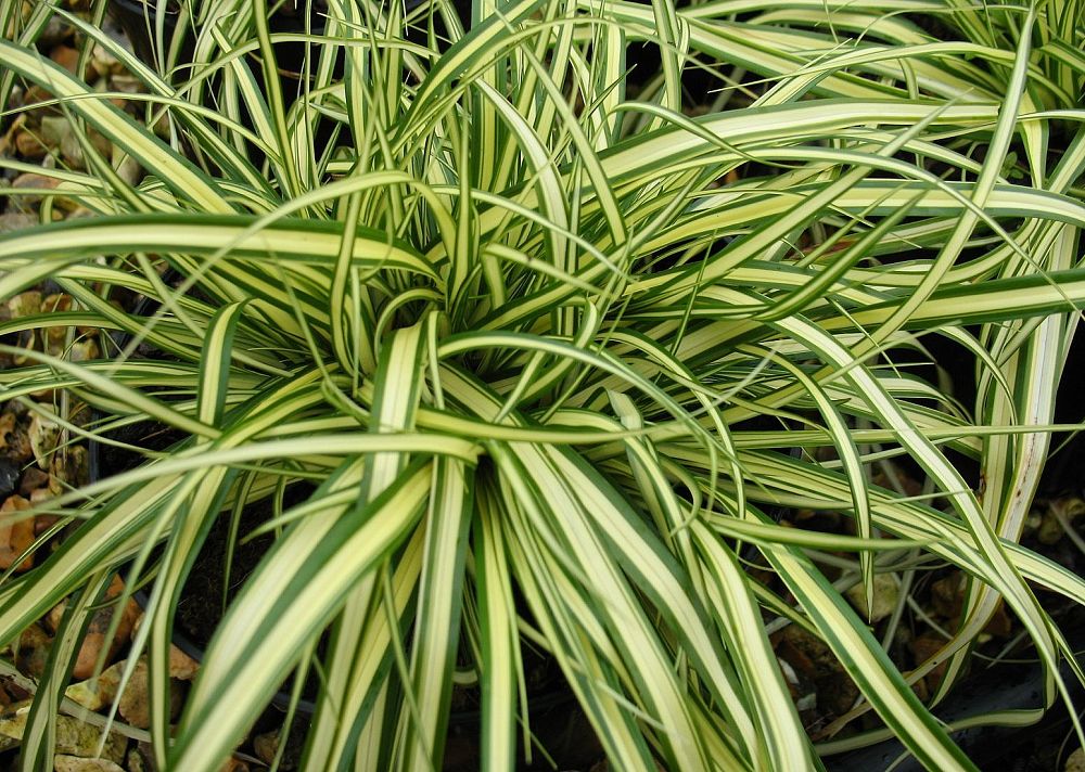 Oglesby Plants International