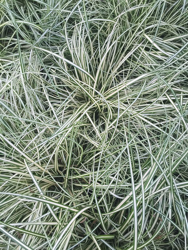 carex-oshimensis-everillo-oshima-kan-suge-japanese-sedge-carex-hachijoensis