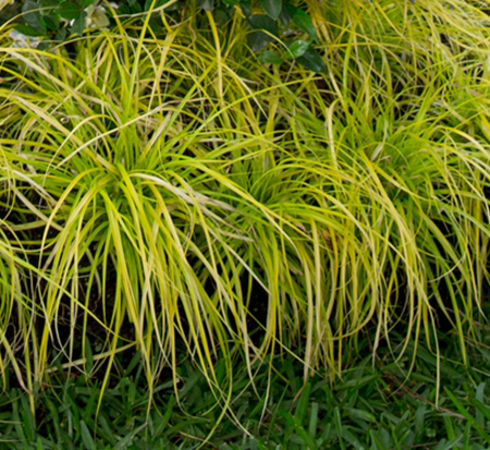 carex-oshimensis-everillo-oshima-kan-suge-japanese-sedge-carex-hachijoensis