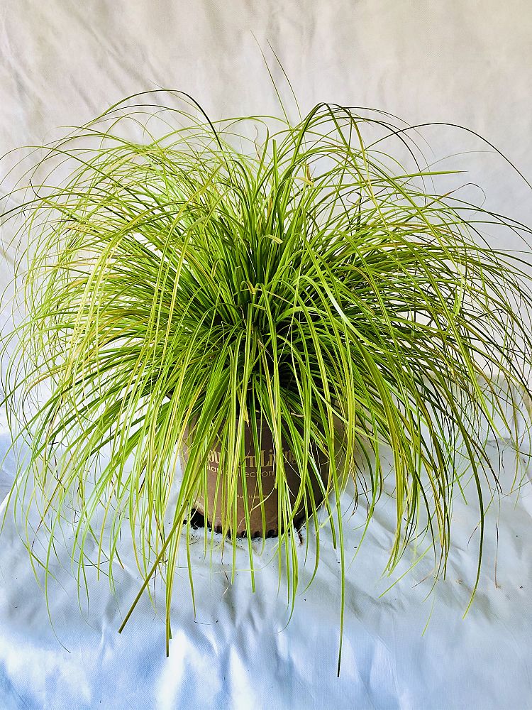 carex-oshimensis-everillo-oshima-kan-suge-japanese-sedge-carex-hachijoensis