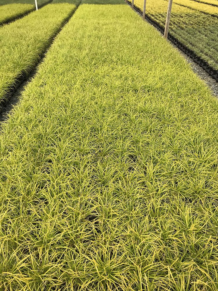 carex-oshimensis-everillo-oshima-kan-suge-japanese-sedge-carex-hachijoensis