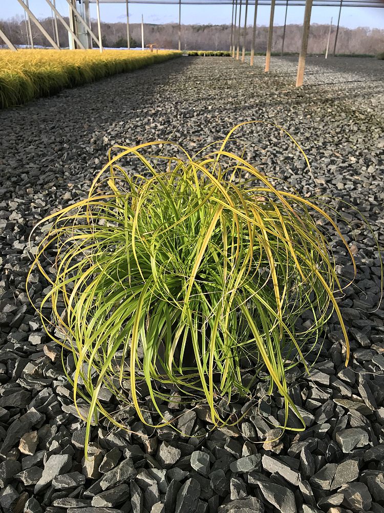 carex-oshimensis-everillo-oshima-kan-suge-japanese-sedge-carex-hachijoensis