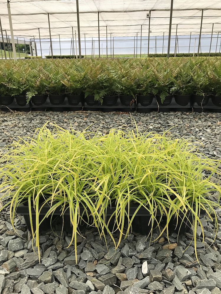 carex-oshimensis-everillo-oshima-kan-suge-japanese-sedge-carex-hachijoensis