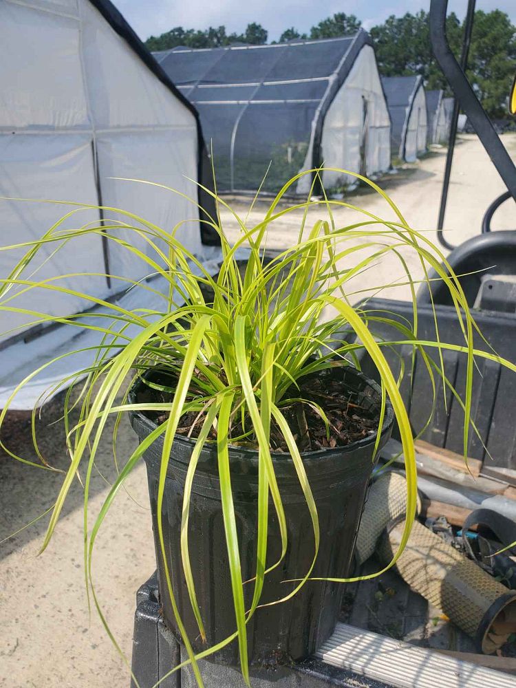 carex-oshimensis-everillo-oshima-kan-suge-japanese-sedge-carex-hachijoensis