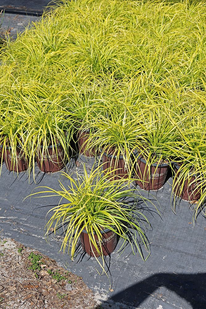 carex-oshimensis-everillo-oshima-kan-suge-japanese-sedge-carex-hachijoensis