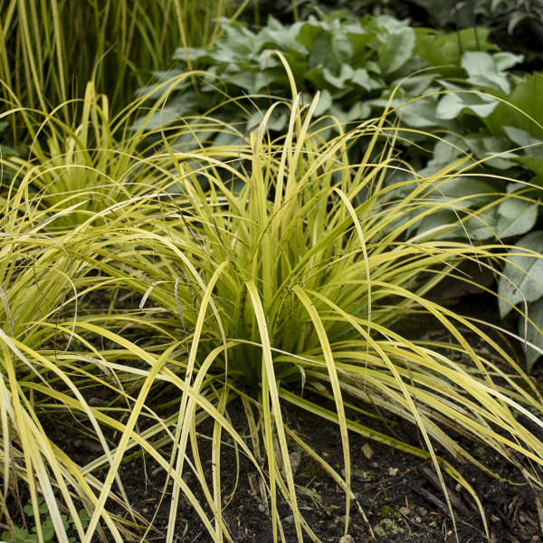 carex-oshimensis-everillo-oshima-kan-suge-japanese-sedge-carex-hachijoensis