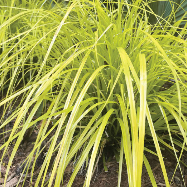 carex-oshimensis-everillo-oshima-kan-suge-japanese-sedge-carex-hachijoensis