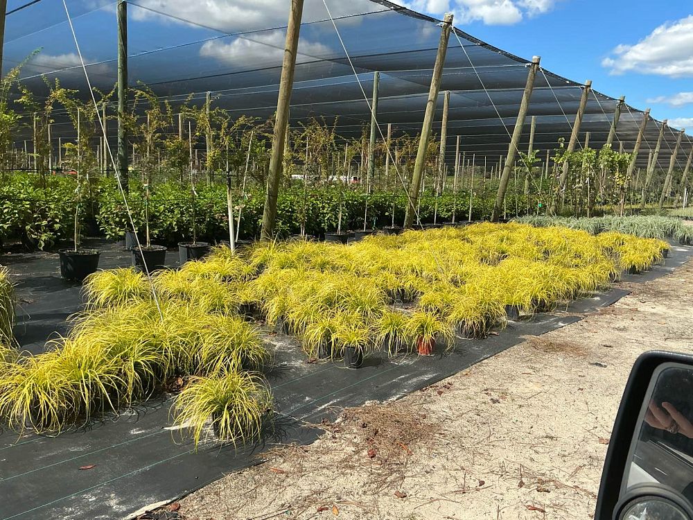 carex-oshimensis-everillo-oshima-kan-suge-japanese-sedge-carex-hachijoensis