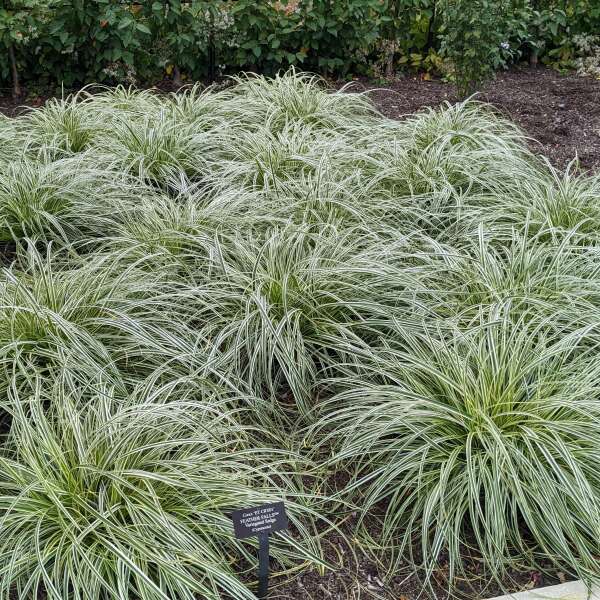 carex-oshimensis-feather-falls-oshima-kan-suge-japanese-sedge-carex-hachijoensis