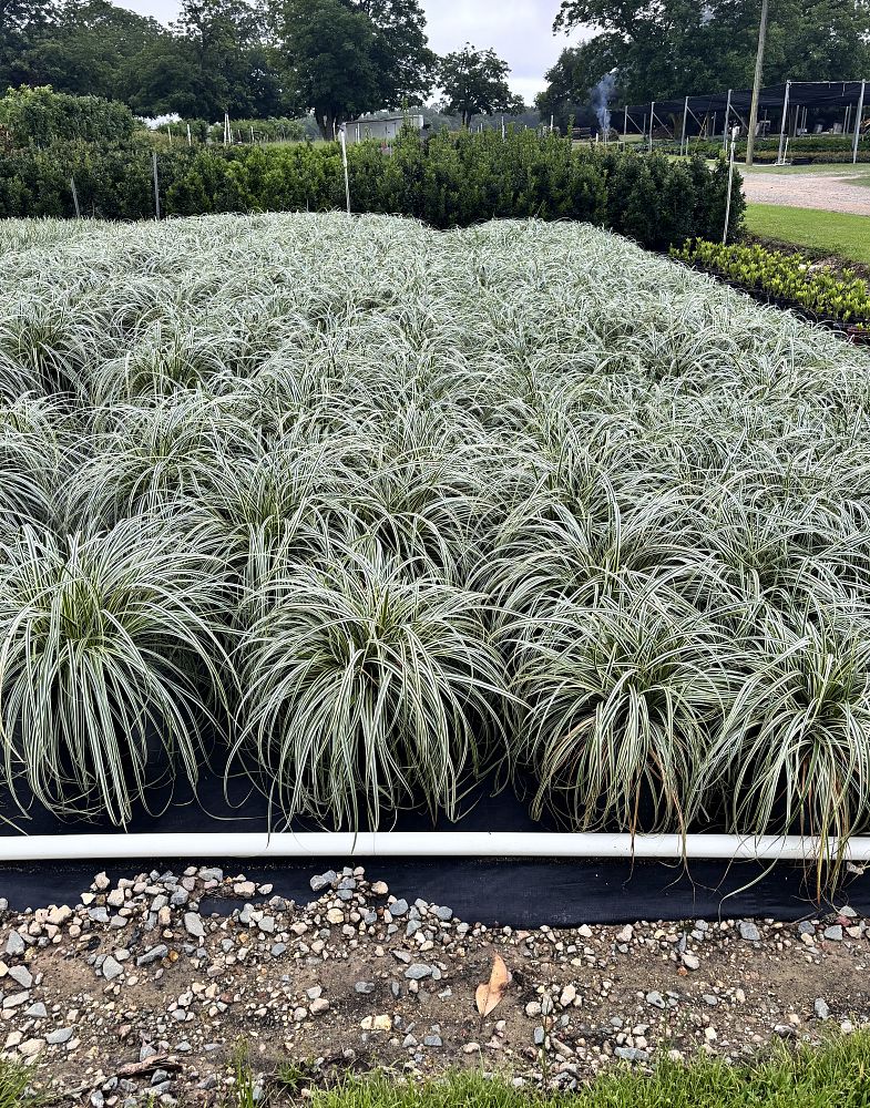 carex-oshimensis-feather-falls-oshima-kan-suge-japanese-sedge-carex-hachijoensis