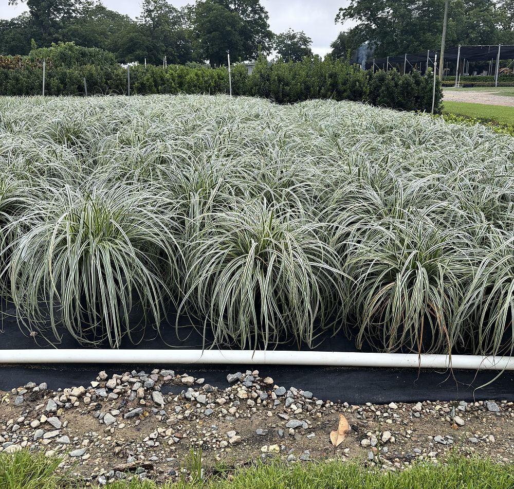 carex-oshimensis-feather-falls-oshima-kan-suge-japanese-sedge-carex-hachijoensis