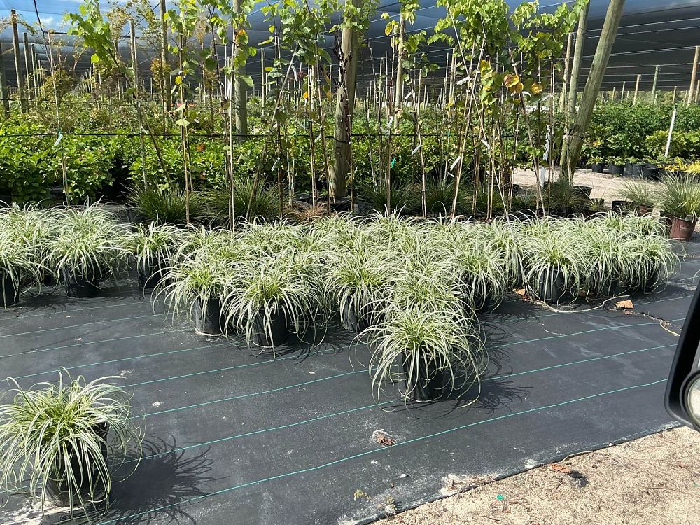 carex-oshimensis-feather-falls-oshima-kan-suge-japanese-sedge-carex-hachijoensis