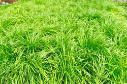 carex-pensylvanica-pennsylvania-sedge