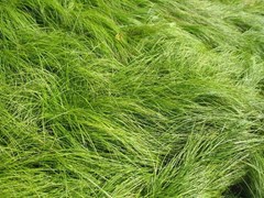 carex-pensylvanica-pennsylvania-sedge