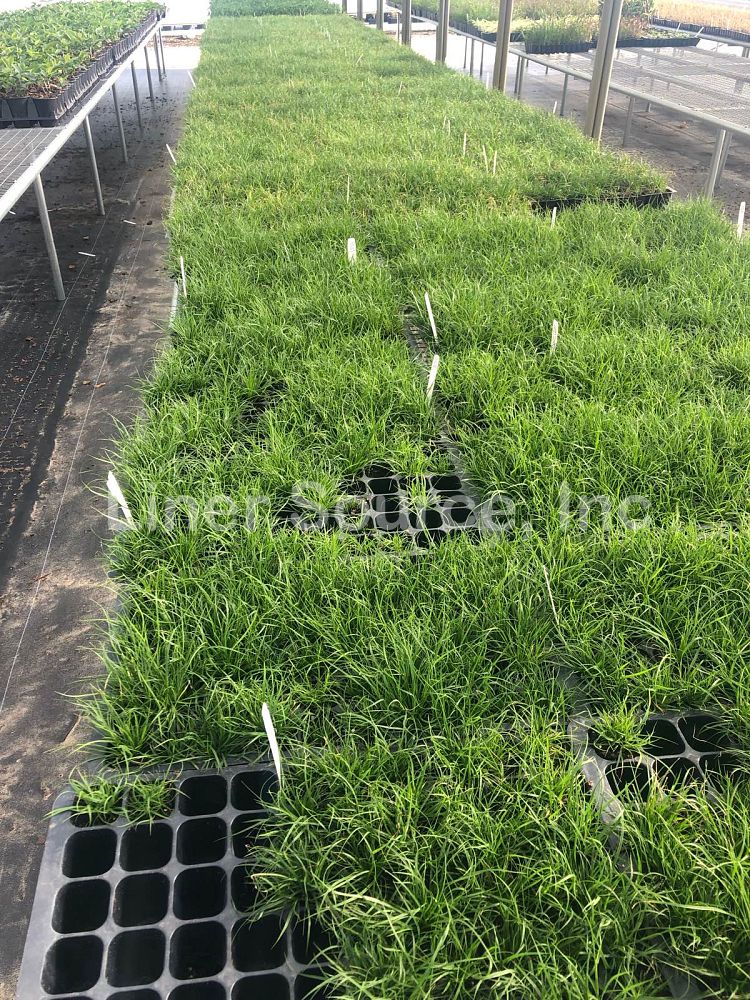 carex-pensylvanica-pennsylvania-sedge