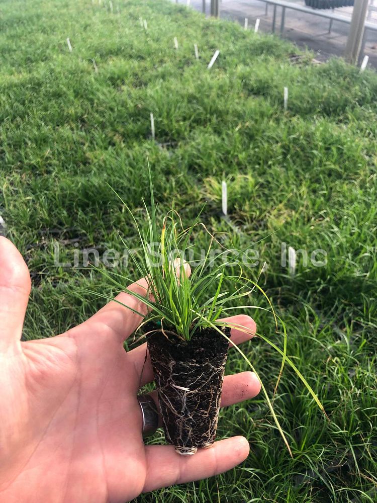 carex-pensylvanica-pennsylvania-sedge