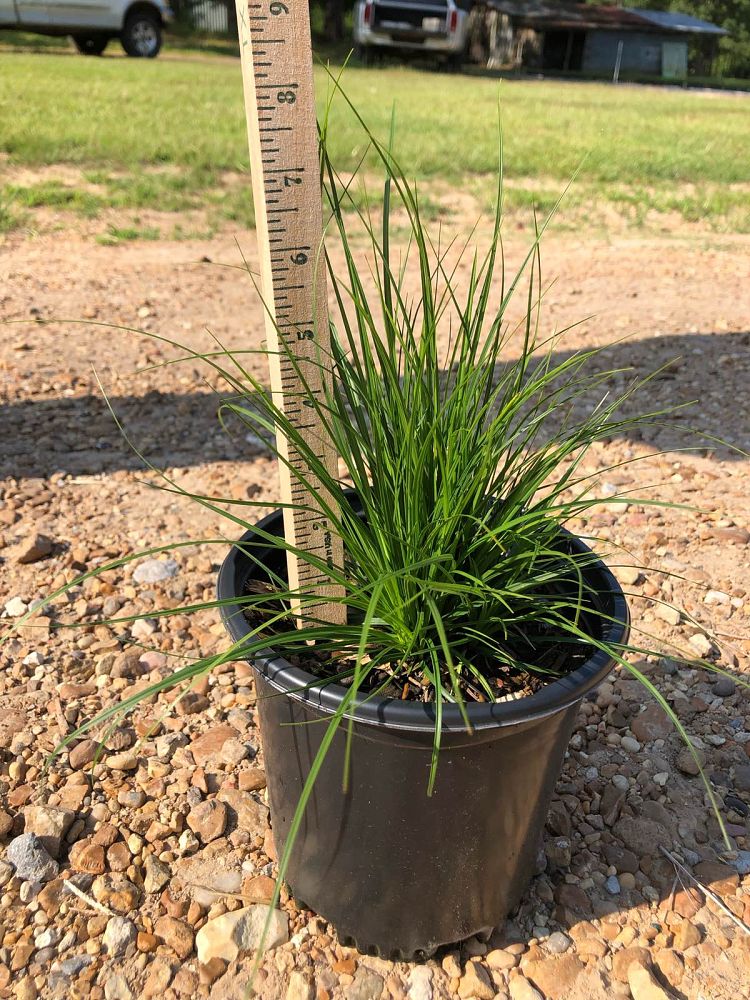 carex-pensylvanica-pennsylvania-sedge