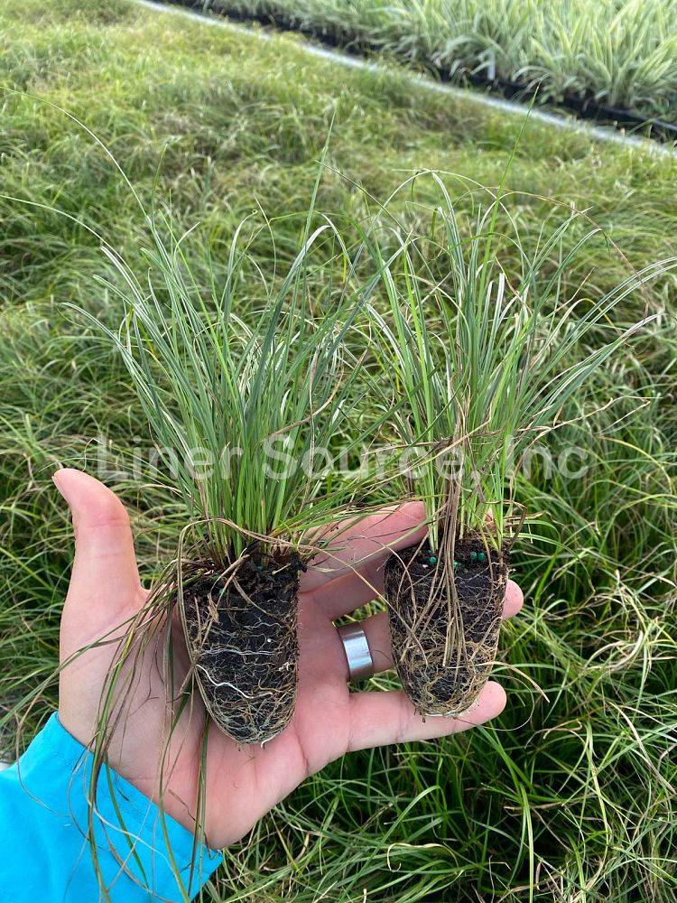 carex-pensylvanica-pennsylvania-sedge