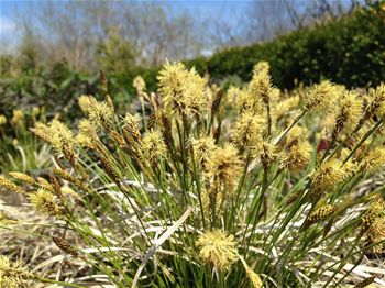 carex-pensylvanica-straw-hat