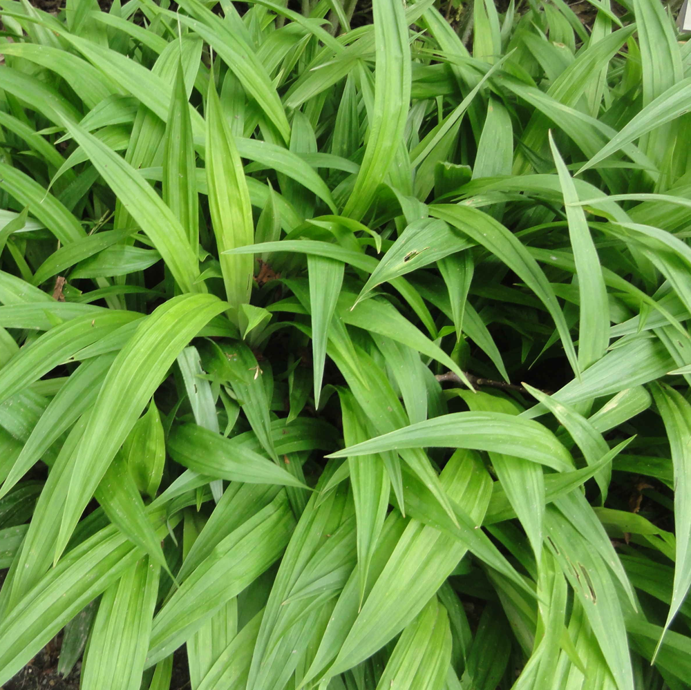 carex-plantaginea-seersucker-sedge