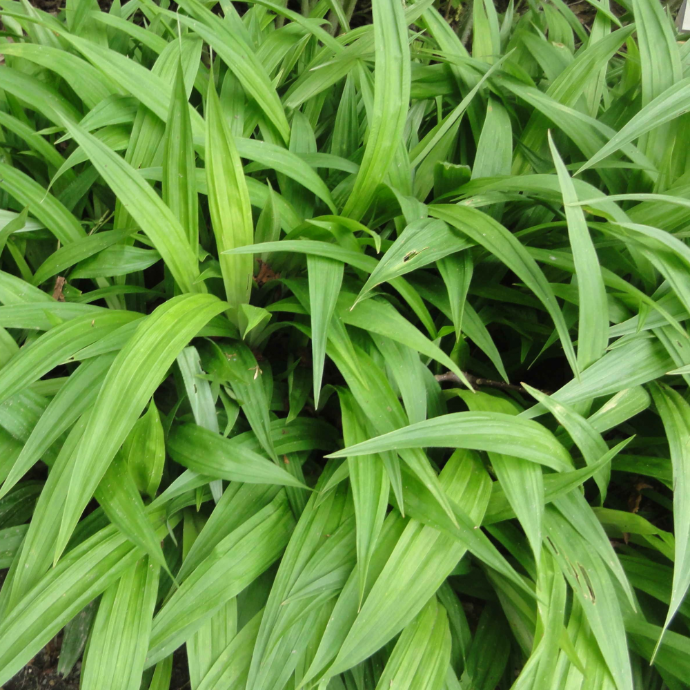carex-plantaginea-seersucker-sedge