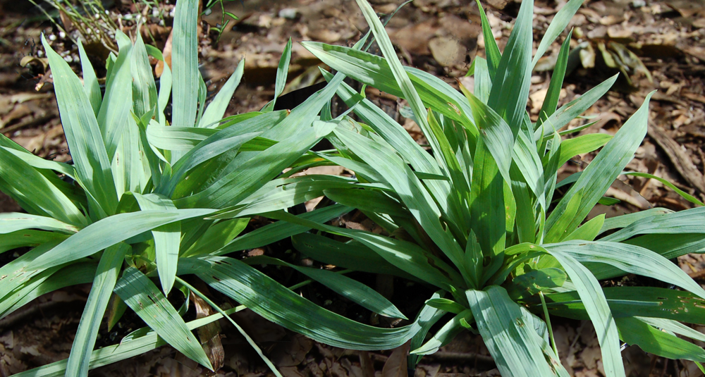 carex-platyphylla-broad-leaf-silver-sedge