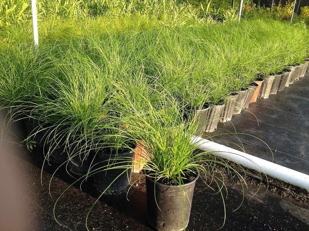 carex-retroflexa-reflexed-sedge