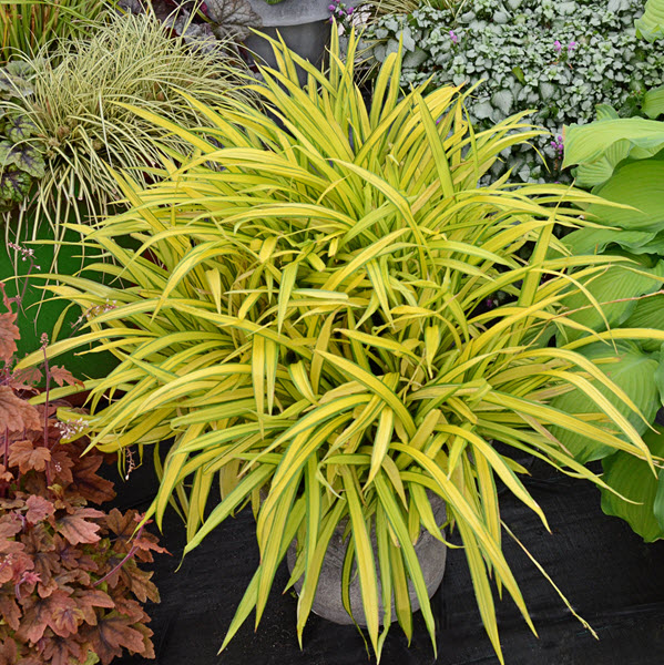 carex-siderosticha-banana-boat-creeping-broad-leafed-sedge