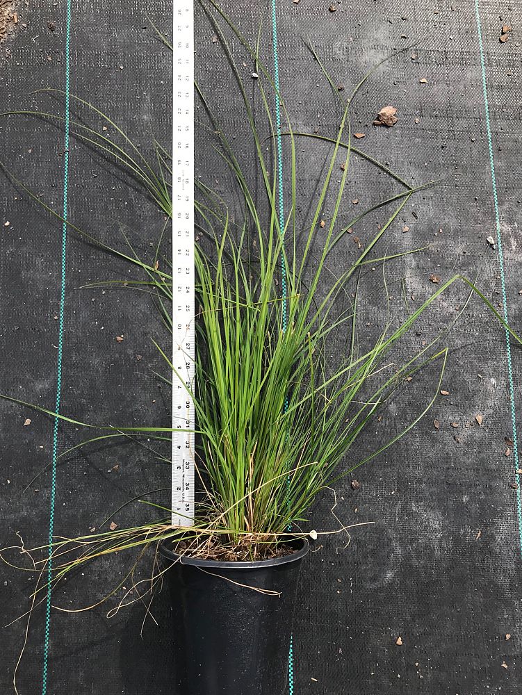 carex-stricta-tussock-sedge