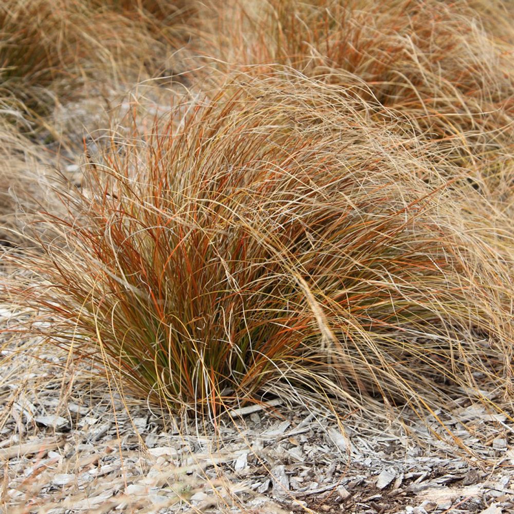 carex-testacea-orange-sedge