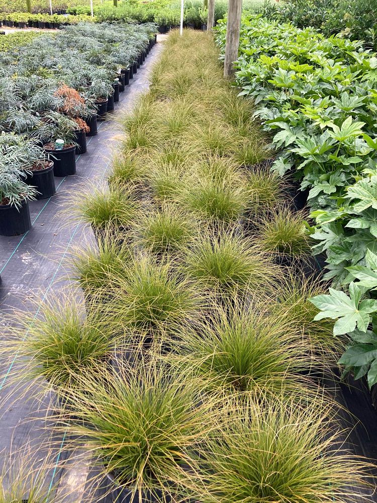 carex-testacea-prairie-fire-orange-sedge