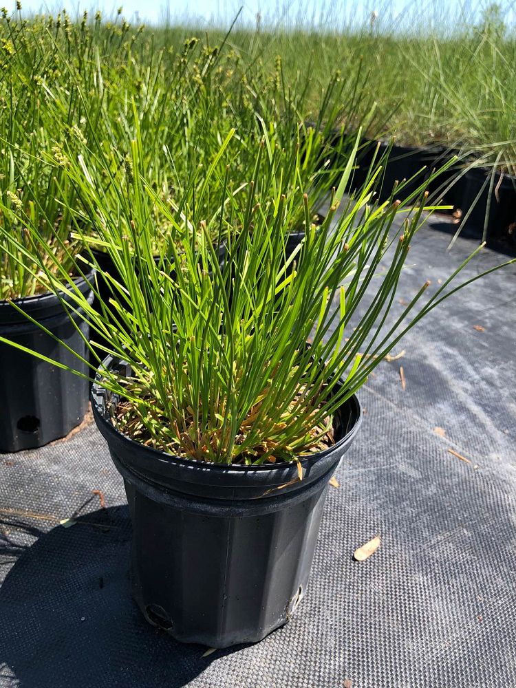 carex-texensis-catlin-sedge