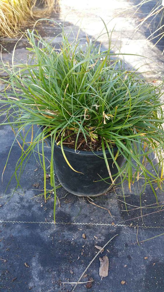 carex-tumulicola-berkeley-sedge