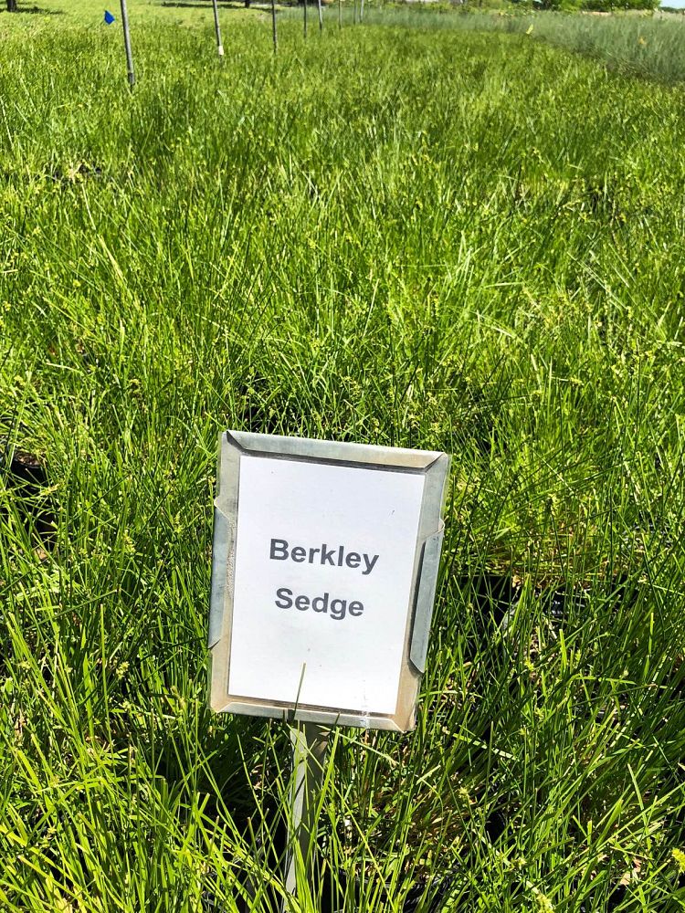 carex-tumulicola-berkeley-sedge