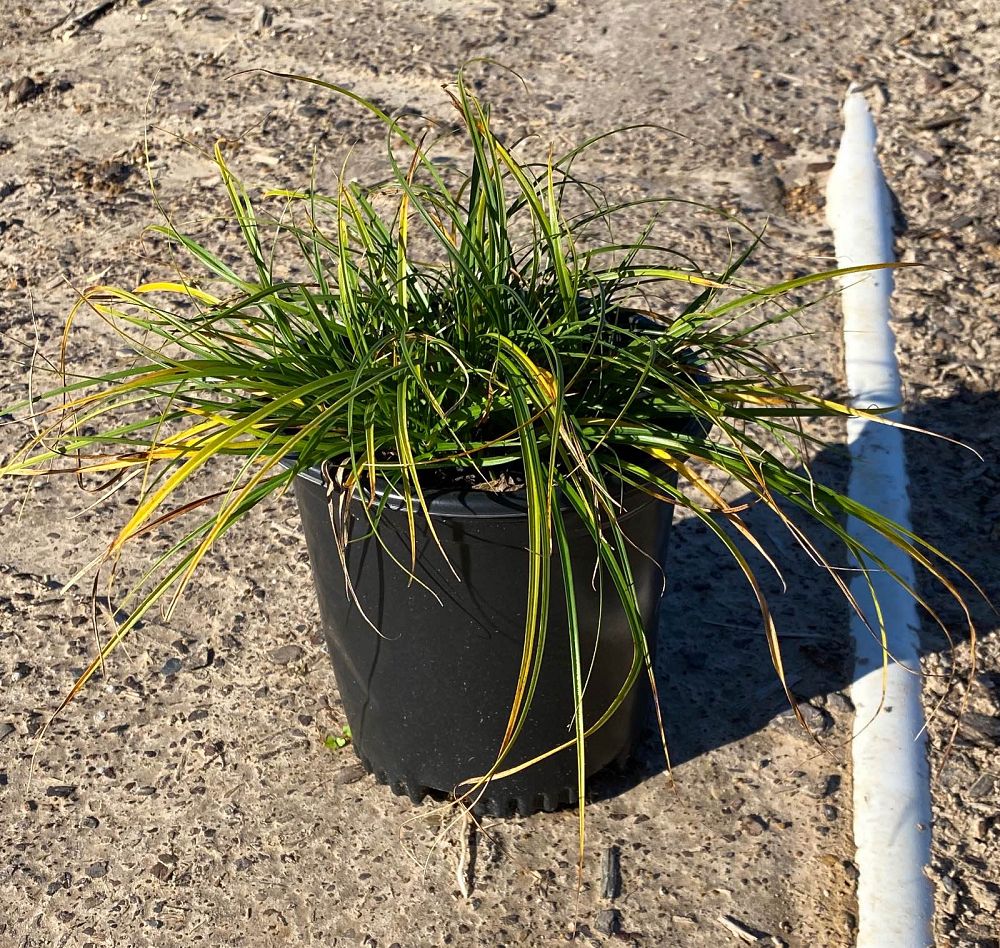 carex-tumulicola-berkeley-sedge